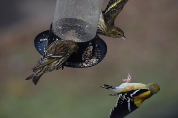 PINE SISKINS CHASE OFF GOLDFINCH FROM Waldwick Feeder Dilger DSC_0923(1)