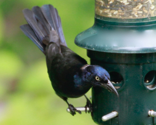 JWrright Grackle  BirdWatcher_MG_4353 (1)