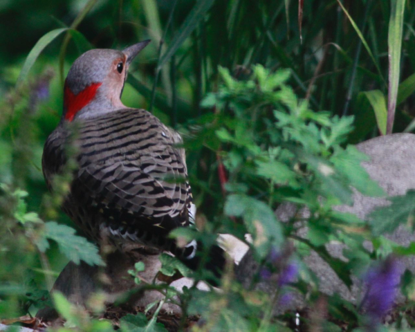 Flicker on ground _MG_1620 (1)