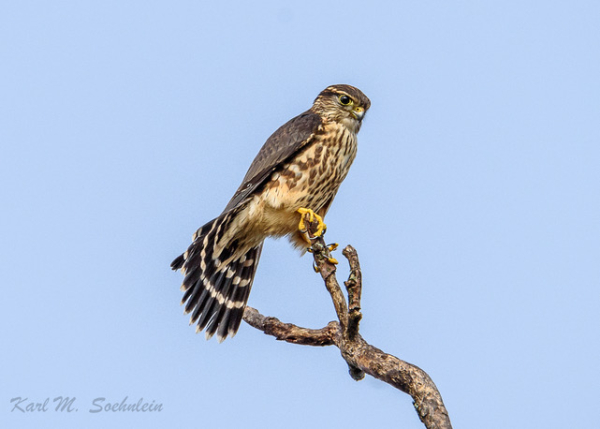 Soehnlein 2016-10-21 (1) Merlin SLL