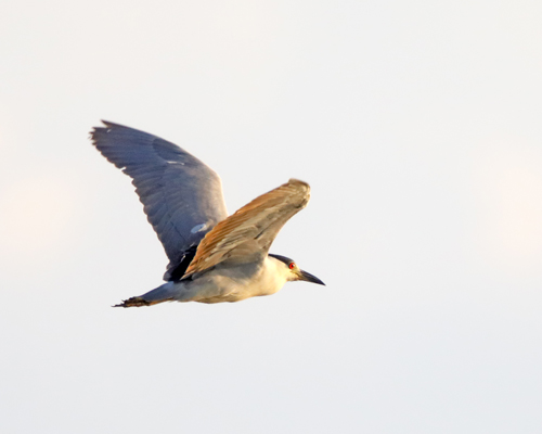 _R4A4412-CF-a-Black-Crown-Night-Heron