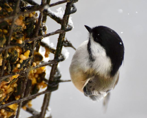 CHICKADEE  MY YARD SNOW 12917DSC_0195cc hi res (2)