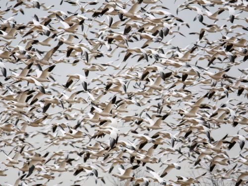 CNEFF - Snow Geese 5
