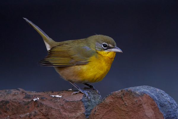 Yellow_breasted_Chat_Trinity_Church_November_12_2016_0016_Edit_Edit_2