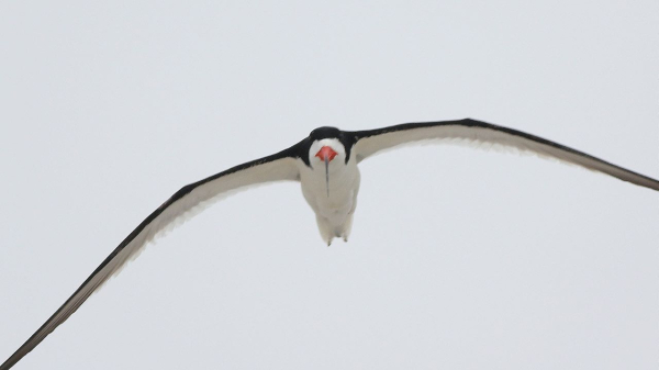 Black SkimmerIMG_0805