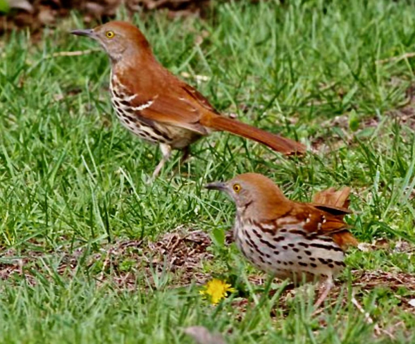 Brown Thrashers in Lyndhurst