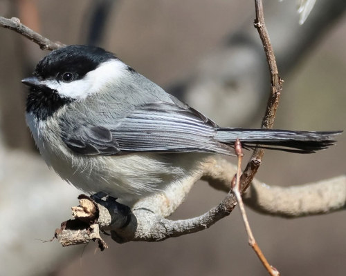 Pomerantz 637A0407BlackCappedChickadee