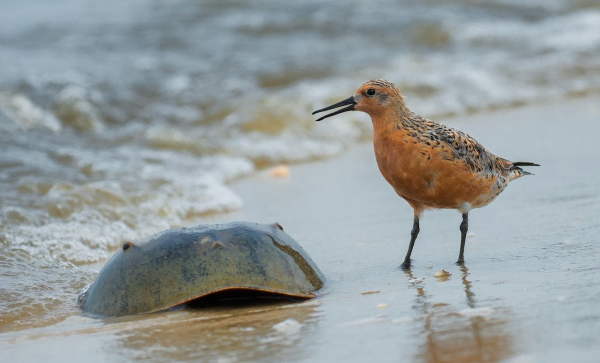 Red Knot & Horseshoe Crab  Phil Witt