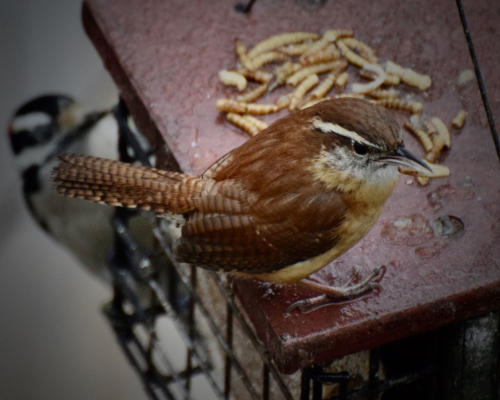 Wren  carolina and downy meal worm my feeder 21819DSC_0697