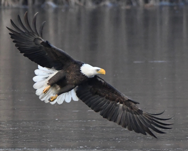 De Santis Bald Eagle Overpeck ALICE II 12.21 (3)