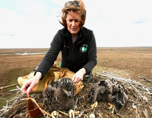 Kathy_eaglet banding_Tuckahoe_2385