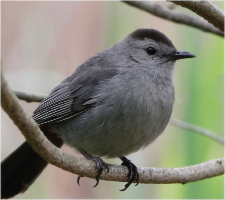 Leslie Young Catbiird 320NVCatbird copyRSV