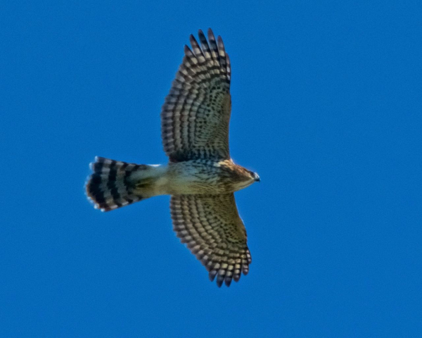 Stephen Seyboth Cooper's Hawk (1)
