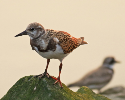 Ruddy Turnstoine Takacs