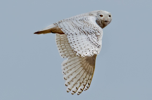 Seth Brandes Snowy Owl (1)