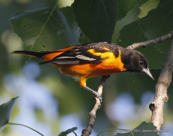 1-Baltimore Oriole male(1)