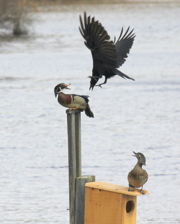 Jim Wright Crow attacks duck IMG_0893