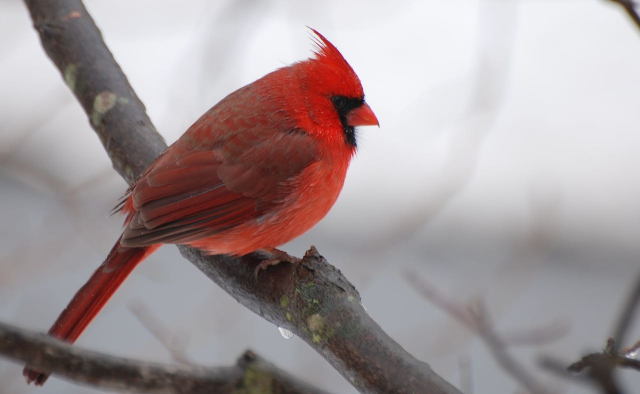 Cardinal maleDSC_0576_crop