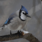 BLUE JAY Barbara Dilger (1)