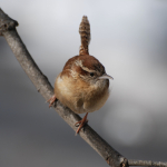 Carlina WREN Barbara Dilger  DSC_0462 (1)