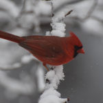 1 Northern CARDINAL  Barbara Dilger