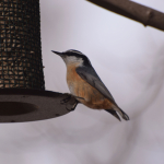 Red-breasted NUTHATCH Barbara Dilger (1)