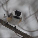 Black-capped Chickadee  Barbara Dllger  DSC_1049