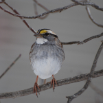 3 White-throated SPARROW Barbara Dilger (1)
