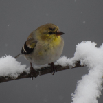  4 GOLDFINCH  MY YARD SNOW   31017DSC_1142_crop (1)