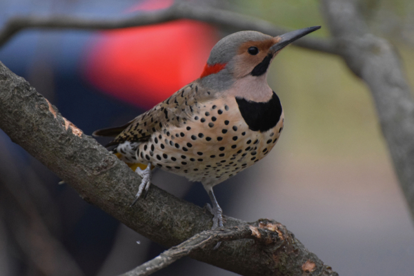 2 Northern Flicker  Barbara Dilgerjpg (1)