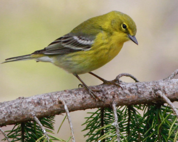 Pine Warbler 0420Jw