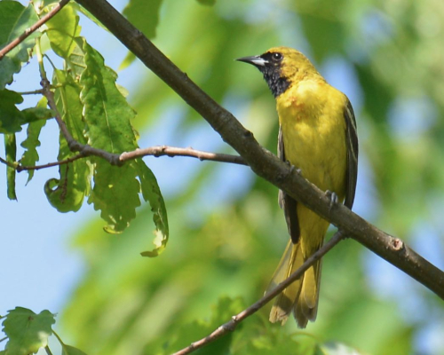 Orchard Oriole_Sanford Sorkin (1)