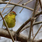 JWright Palm Warbler