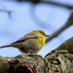 Jwright Pine Warbler