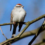 JWright Chiping Sparrow