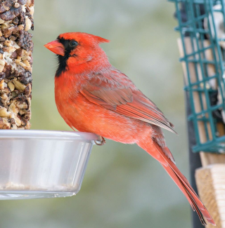 Northern Cardinal by Mike Bailey; Cornell Lab _ Macaulay Library (1)