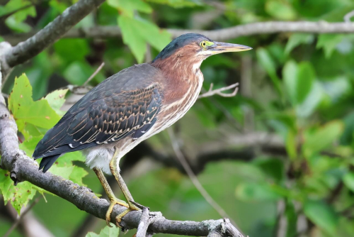 637A4300GreenHeron(3) (1)
