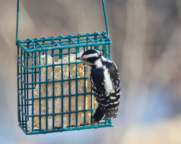 Jw downy woodpecker_9891