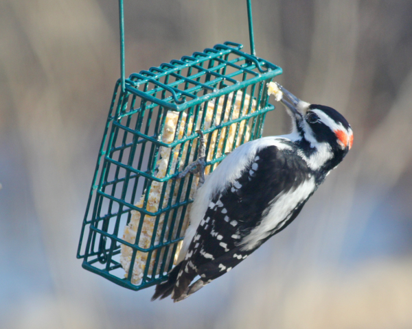 JW hairy woodpecker_9884