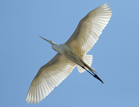 Ron Shields Great Egret 207A9509 (2)