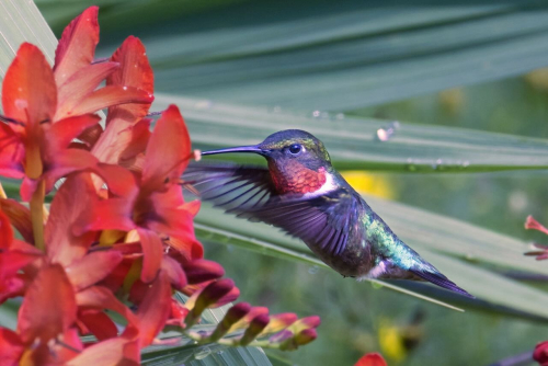 Hummingbird6cropped copy