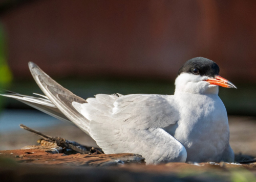 Common tern by Juan Melli1