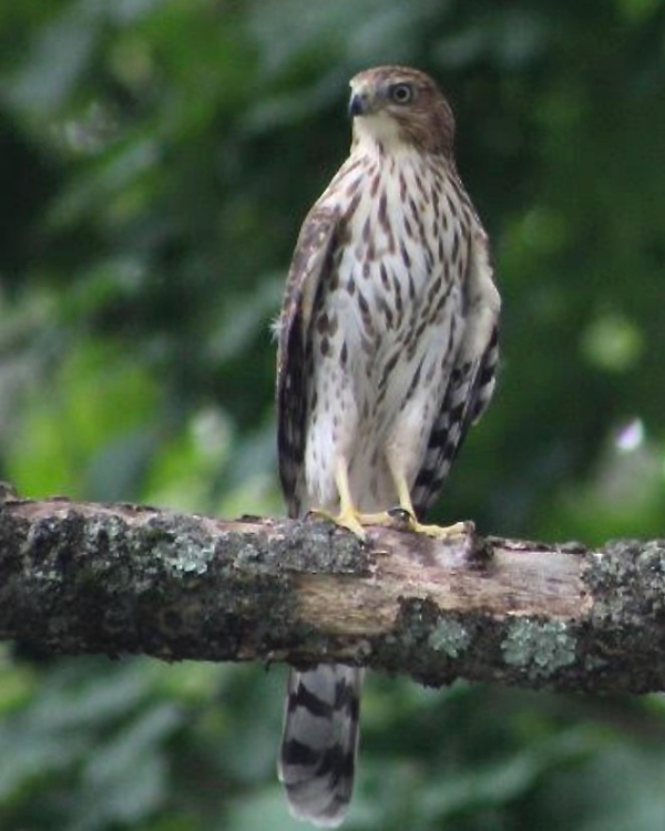 Ginny Chucka Cooper's Hawk (2)