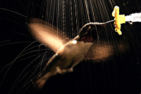 Hummingbird_in_rain_VMOJ_2