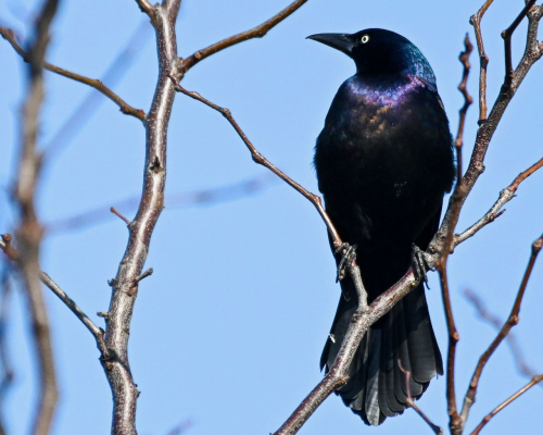 Sorkin Common Grackle SZ2_2819