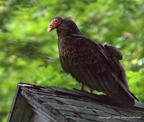 Turkey vulture jw
