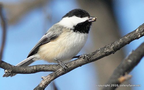 Jim wright chickadee-1