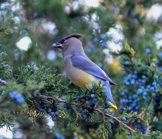 Birding - Cedar Waxwing on Red Cedar tree MP DJ 11-3-10 Dave Johnson