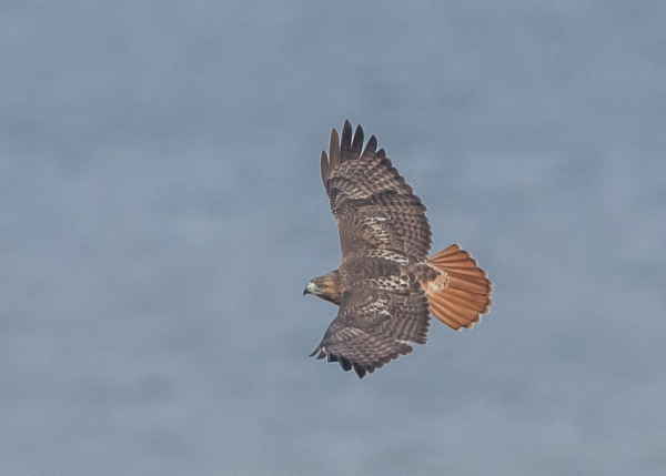  Red-tailed Hawk SOEHNLEIN
