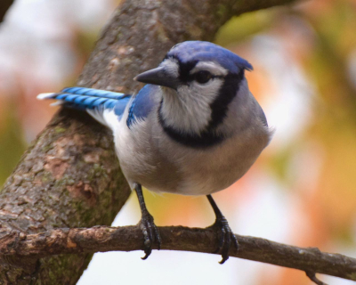 BLUE JAY MY YARD DSC_0818